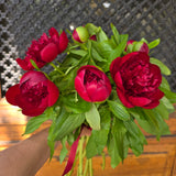 Bouquet de Pivoines