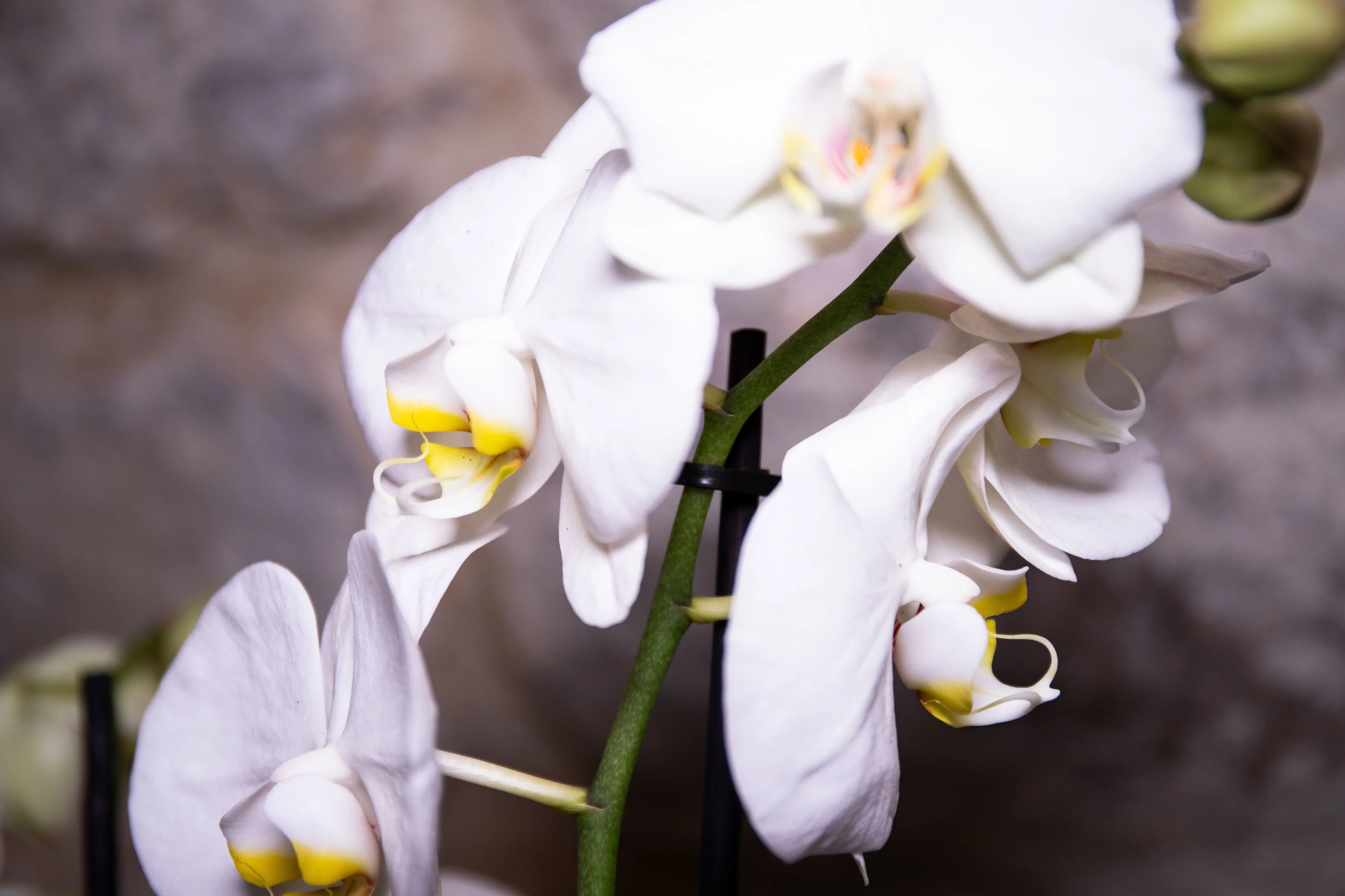 Découvrez nos plantes