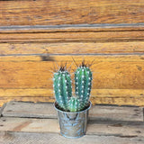 Petit cactus