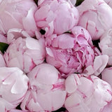 Bouquet de Pivoines